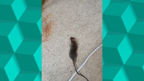 Ratas, cucarachas y sarna en la residencia de ancianos Reina Sof&iacute;a de Madrid