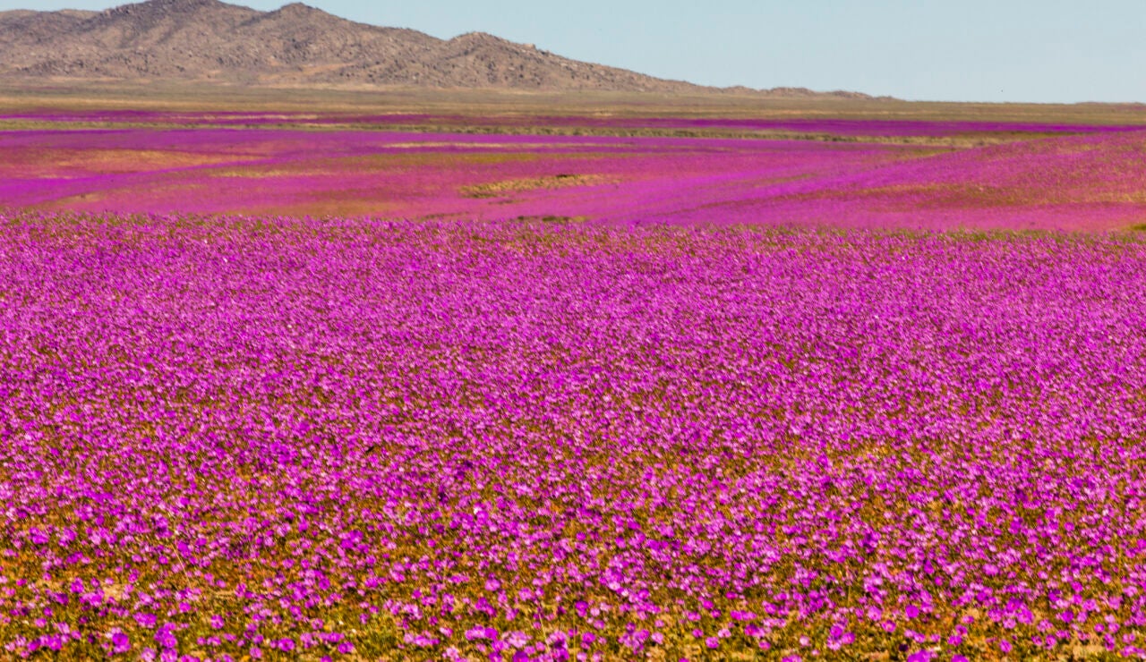 Desierto florido de Atacama, en Chile