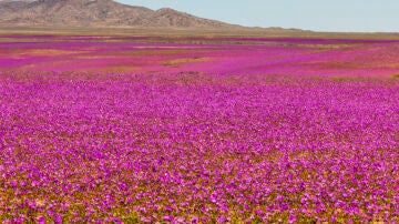 Desierto florido de Atacama, en Chile