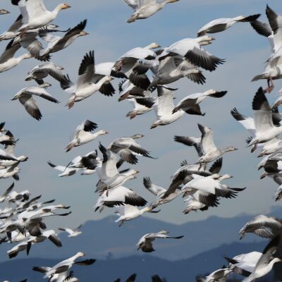 Aves migrando