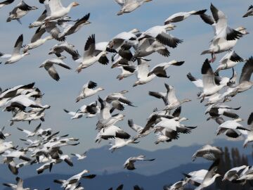 Aves migrando