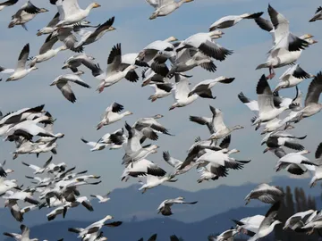 Aves migrando Aves migrando