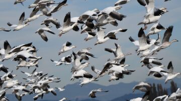 Aves migrando