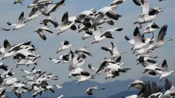 Aves migrando Aves migrando