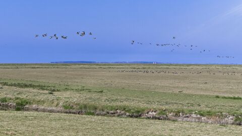 Aves en la costa del mar de Wadden