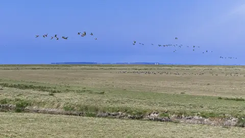 Aves en la costa del mar de Wadden Aves en la costa del mar de Wadden