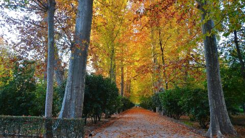 Jardín del Príncipe, Aranjuez