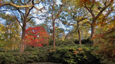 Isabella Plantation