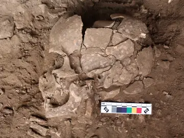 Imagen de uno de los cráneos usados en la investigación Imagen de uno de los cráneos usados en la investigación
