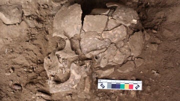 Imagen de uno de los cráneos usados en la investigación Imagen de uno de los cráneos usados en la investigación