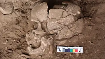 Imagen de uno de los cráneos usados en la investigación Imagen de uno de los cráneos usados en la investigación