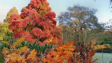 Isabella Plantation en otoño Isabella Plantation en otoño