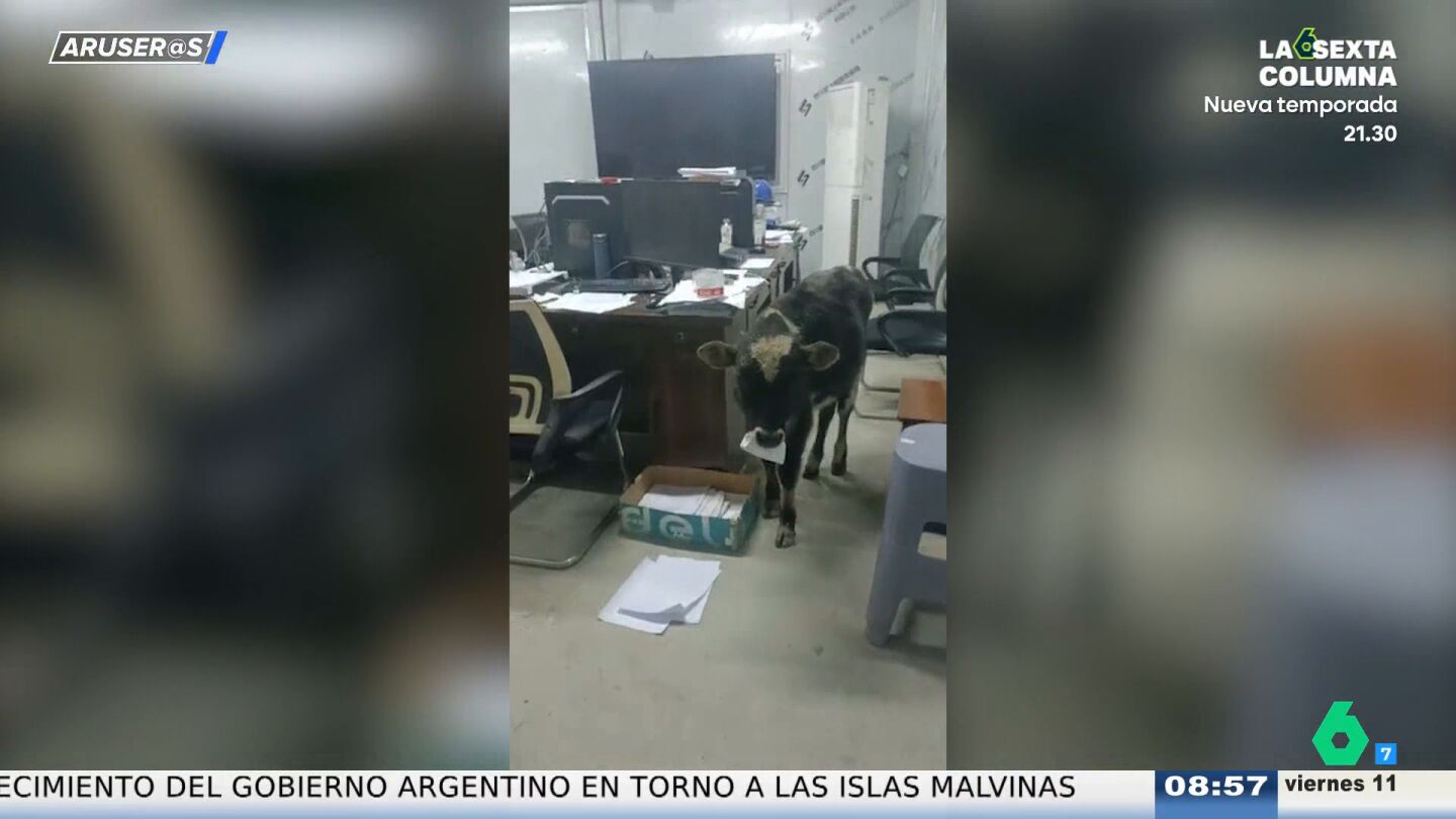 Un ternero se cuela en una oficina y se da un fest&iacute;n con los documentos: "Se ha comido la contabilidad"