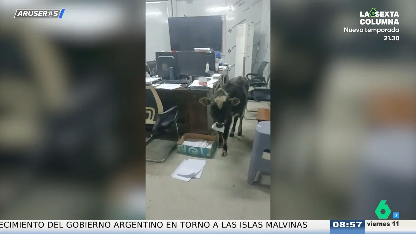 Un ternero se cuela en una oficina y se da un festín con los documentos: "Se ha comido la contabilidad" Un ternero se cuela en una oficina y se da un festín con los documentos: "Se ha comido la contabilidad"