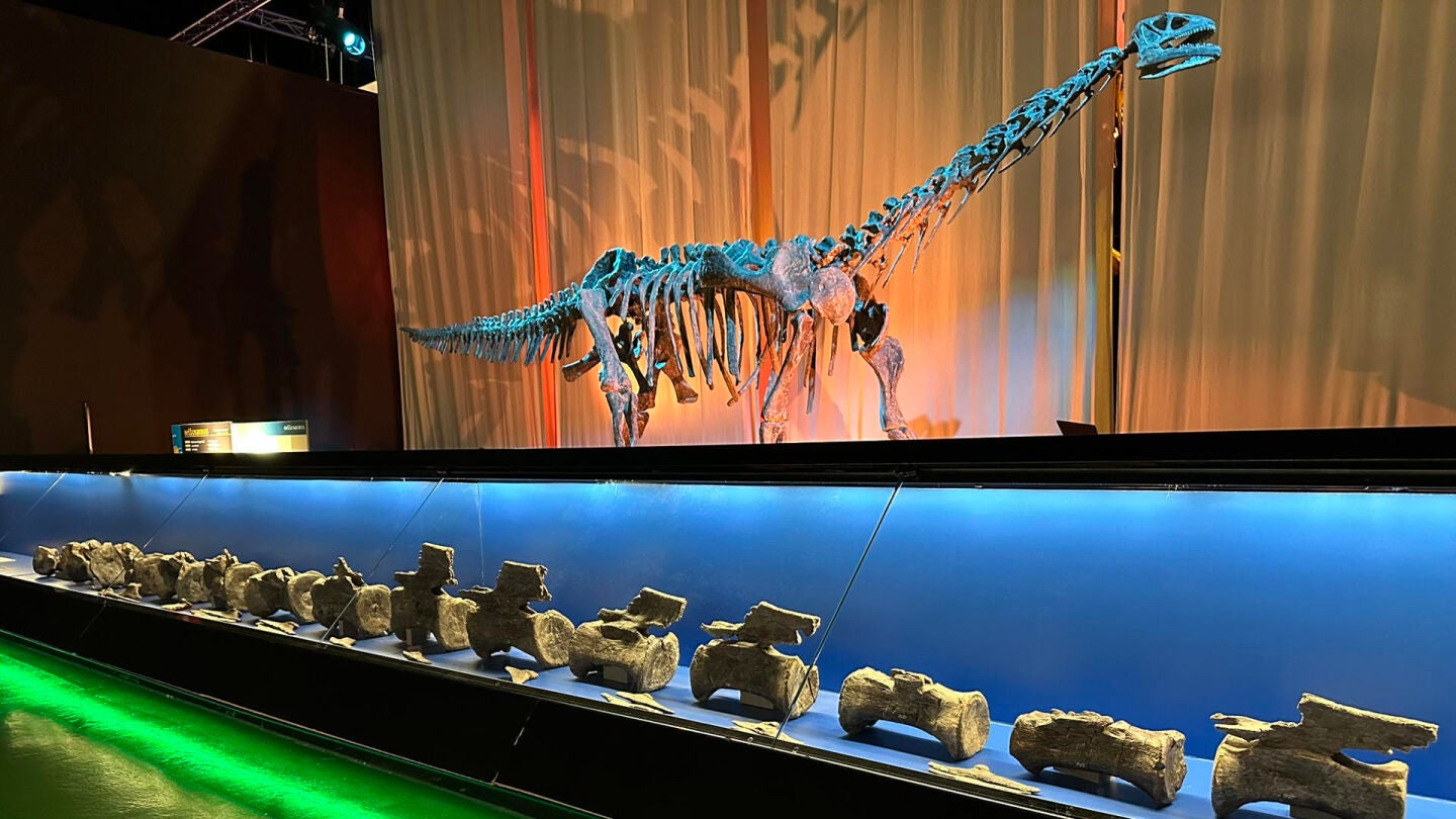 Descubren en Teruel el primer diplodocus identificado fuera de Norteam&eacute;rica