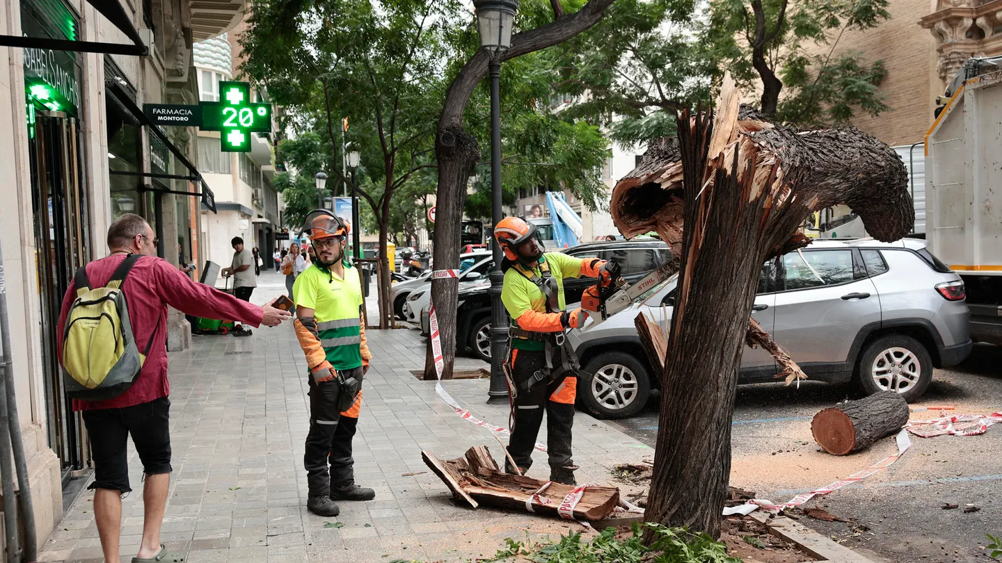 Bomberos y operarios retiran los árboles caídos por la lluvia en Valencia Bomberos y operarios retiran los árboles caídos por la lluvia en Valencia