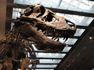 Imagen del cráneo del Tyrannosaurus rex 'Thomas' Imagen del cráneo del Tyrannosaurus rex 'Thomas'