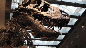 Imagen del cr&aacute;neo del Tyrannosaurus rex 'Thomas'