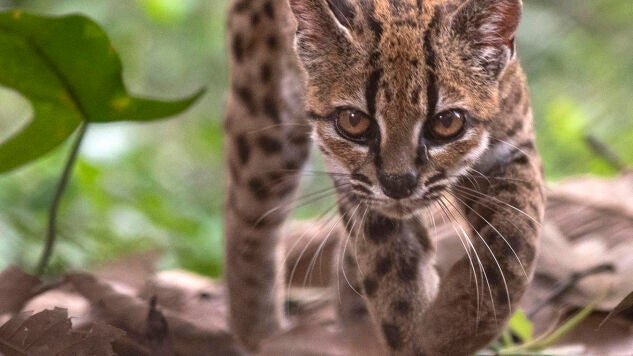 Nueva especie de felino silvestre. 