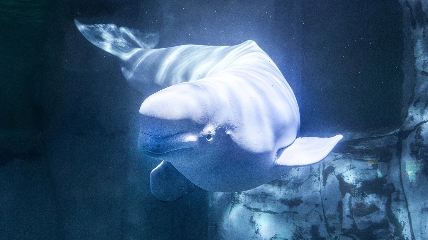 Muere la beluga Jelly Bean en Valencia tras ser rescatada desde Canadá Muere la beluga Jelly Bean en Valencia tras ser rescatada desde Canadá