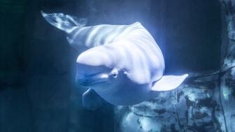 Muere la beluga Jelly Bean en Valencia tras ser rescatada desde Canad&aacute;