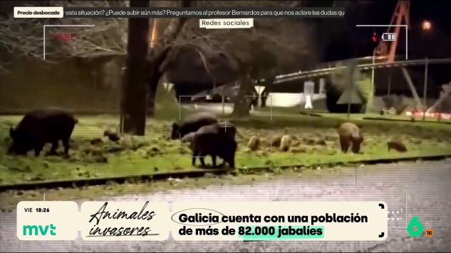 Jabal&iacute;es en Galicia
