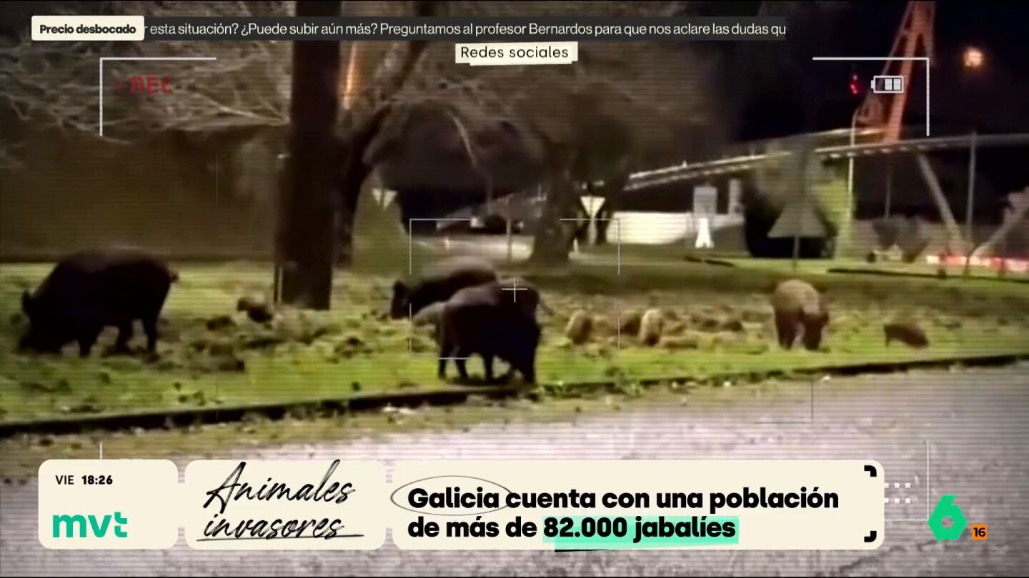 Jabal&iacute;es en Galicia