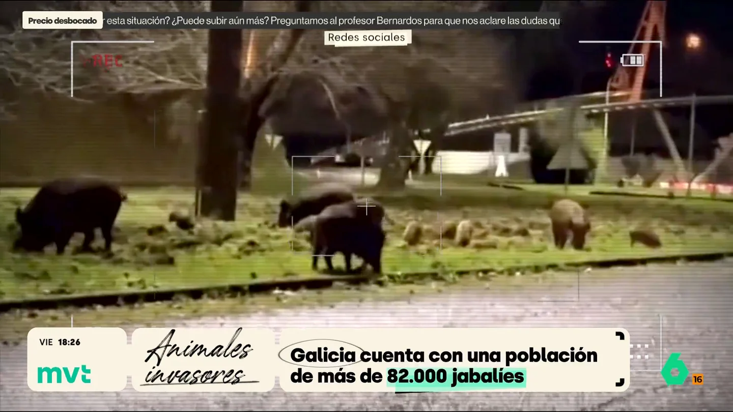 Jabalíes en Galicia Jabalíes en Galicia