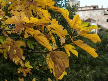 Cevenas Cevenas