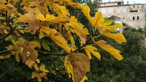 Cevenas Cevenas