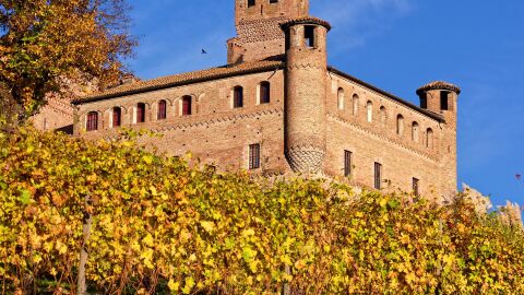 Viñedo. Langhe