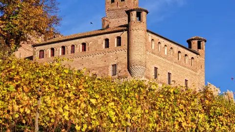 Viñedo. Langhe Viñedo. Langhe
