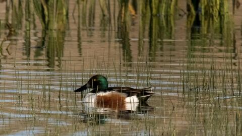 Doñana