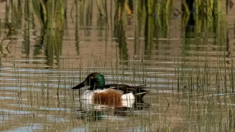 Doñana Doñana