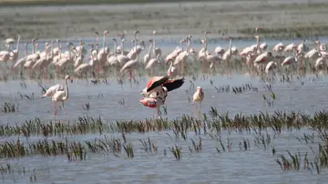 Aves en Doñana Aves en Doñana