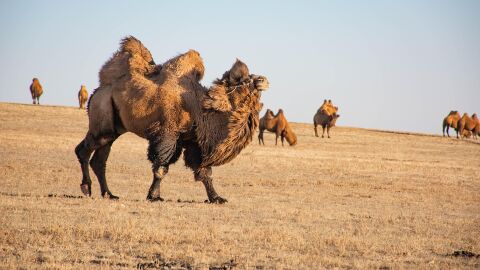 Camellos