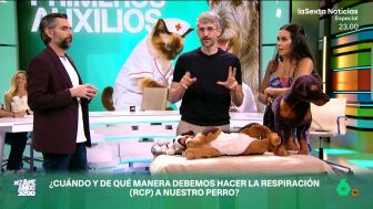 El veterinario muestra en Zapeando cu&aacute;l es el paso a paso de la reanimaci&oacute;n cardiopulmonar. Algra expone que, al igual que en los humanos, se debe hacer a ritmo de 'La Macaranea' o 'Stayin&rsquo; Alive'.