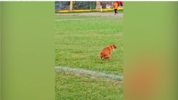 F&uacute;tbol