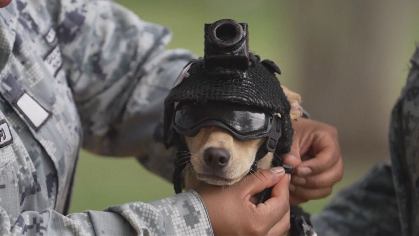 Comando, el peque&ntilde;o perro polic&iacute;a de la Guardia Nacional de M&eacute;xico
