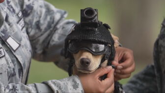 Comando, el peque&ntilde;o perro polic&iacute;a de la Guardia Nacional de M&eacute;xico