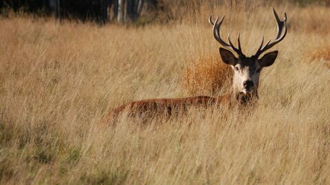 Richmond Park