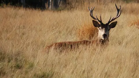 Richmond Park Richmond Park