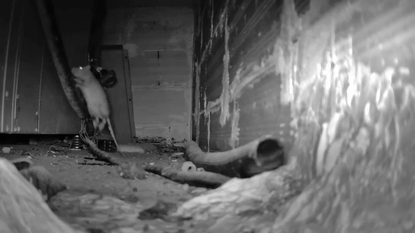 Chicote alucina con las ratas que "parecen gatos" del 'Como la trucha al trucho': "Hostia puta, son muy grandes" Chicote alucina con las ratas que "parecen gatos" del 'Como la trucha al trucho': "Hostia puta, son muy grandes"