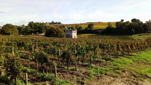 Viñedo en Saint-Émilion