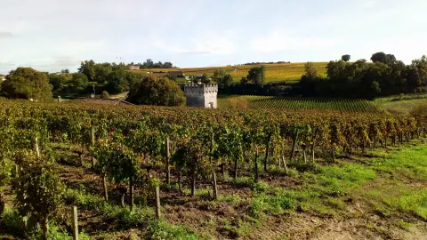 Viñedo en Saint-Émilion Viñedo en Saint-Émilion