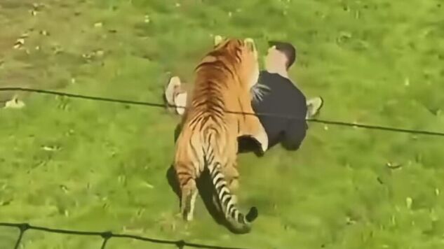 Momento del ataque del tigre en Yorkshire. 
