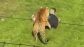 Momento del ataque del tigre en Yorkshire. 