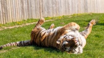 Altai, uno de los tigres del Yorkshire Wildlife Park.