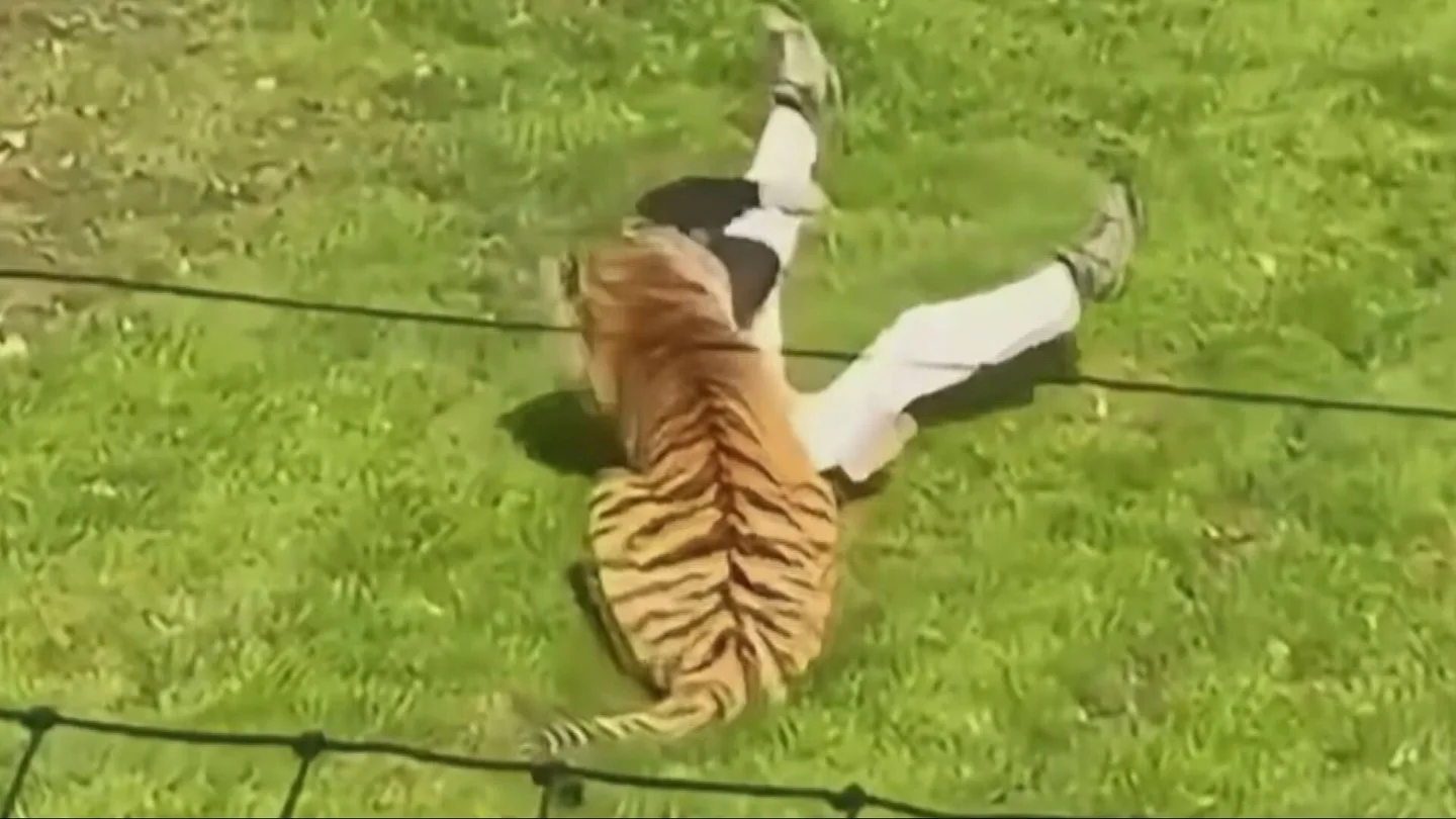 Ataque de un tigre a un joven Ataque de un tigre a un joven