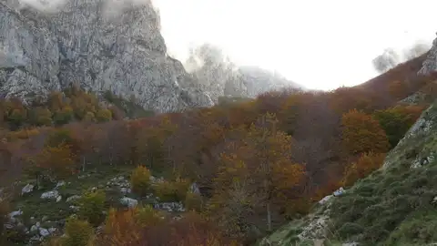 Hayedo de Asotín Hayedo de Asotín